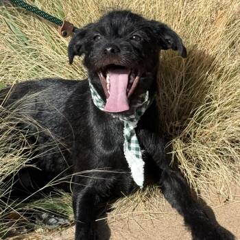 Wirehaired Terrier and Chihuahua Dogs Available for Adoption in Levelland, Texas - RUDY | PetCurious