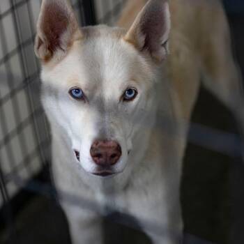 Arlo (MR23-03) -  Husky and Mixed Breed Dog for Adoption in Peyton, Colorado - Arlo (MR23-03) | PetCurious