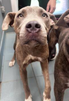 Cha Cha -  Mixed Breed Dog for Adoption in Nashville, Tennessee - Cha Cha | PetCurious