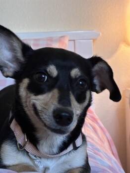Dachshund and Mixed Breed Dogs Available for Adoption in San Jose, California - IVY | PetCurious