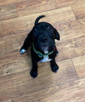 Chubs -  Mixed Breed Dog for Adoption in Ocala, Florida - Chubs | PetCurious