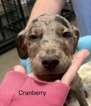 Rescue Catahoula Leopard Dog Dogs for Adoption in Crystal Springs, Mississippi - Cranberry | PetCurious