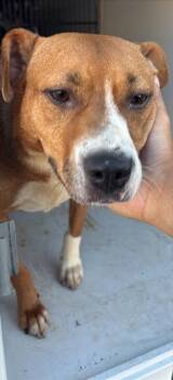 Beagle Dogs Available for Adoption in Houston, Texas - BIANCA | PetCurious