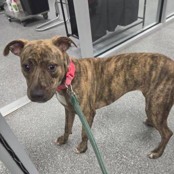 Cleo -  English Bulldog Dog for Adoption in Lakeland, Florida - Cleo | PetCurious