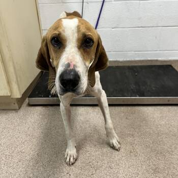Cooper -  American Foxhound Dog for Adoption in Ardmore, Oklahoma - Cooper | PetCurious