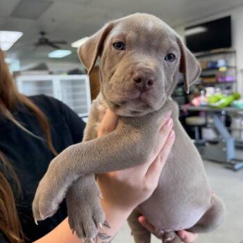 Boy 2 -  Pit Bull Terrier Dog for Adoption in Phoenix, Arizona - Boy 2 | PetCurious