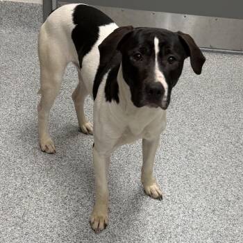 Pointer Dogs Available for Adoption in Grand Rapids, Michigan - Angus | PetCurious