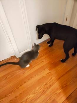 Black Labrador Retriever Dogs Available for Adoption - Tula Pink | PetCurious