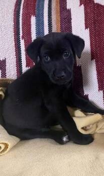 Mixed Breed Dogs Available for Adoption - Nigel Jensen | PetCurious