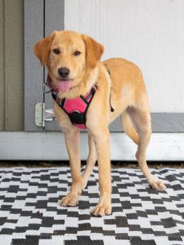 Gabby -  Golden Retriever Dog for Adoption in Savage, Minnesota - Gabby | PetCurious