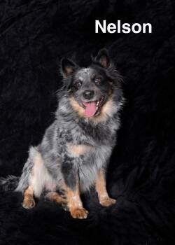 Australian Cattle Dog Blue Heeler Dogs Available for Adoption in Los Angeles, California - Nelson | PetCurious
