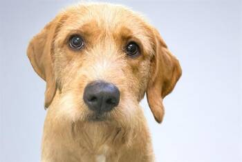 JAZZY -  Wirehaired Pointing Griffon and Mixed Breed Dog for Adoption in Fort Lauderdale, Florida - JAZZY | PetCurious