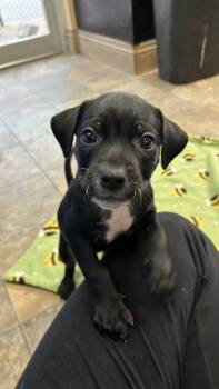 Pit Bull Terrier Dogs Available for Adoption in White Oak, Pennsylvania - Buttercup | PetCurious