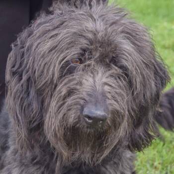 Laine -  Poodle and Black Labrador Retriever Dog for Adoption in Huntley, Illinois - Laine | PetCurious