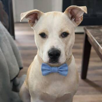 Labrador Retriever and Terrier Dogs Available for Adoption in Wadena, Minnesota - Buddy Gates | PetCurious