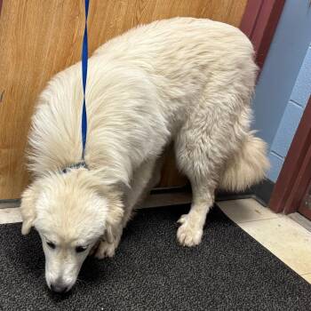Great Pyrenees Dogs Available for Adoption in Saint Joseph, Missouri - Curve Ball | PetCurious