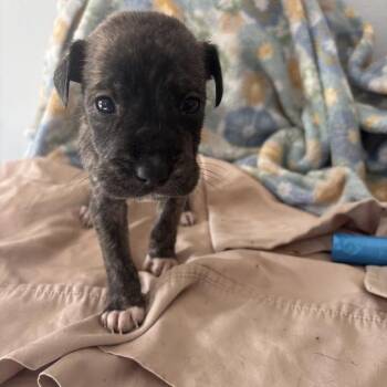 Labrador Retriever and Mixed Breed Dogs Available for Adoption in North Charleston, South Carolina - Skeeter | PetCurious