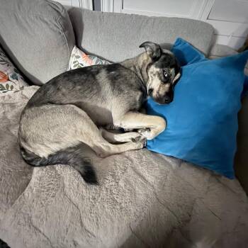 Betty - Courtesy Post -  German Shepherd Dog and Husky Dog for Adoption in San Diego, California - Betty - Courtesy Post | PetCurious