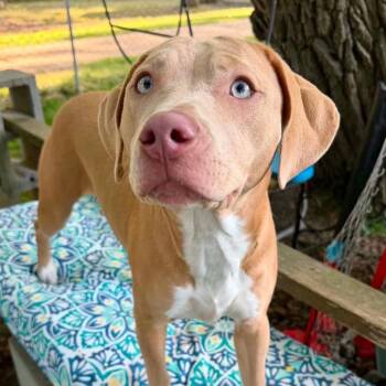 Angel -  Hound and Mixed Breed Dog for Adoption in Metamora, Michigan - Angel | PetCurious