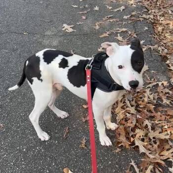 Mixed Breed Dogs Available for Adoption - Traveler | PetCurious