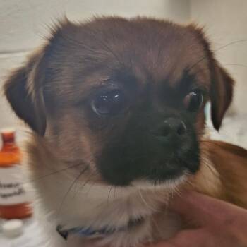 Judy -  Pekingese and Pomeranian Dog for Adoption in Zanesville, Ohio - Judy | PetCurious
