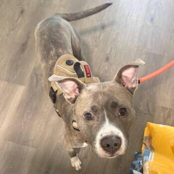 Avaris -  Pit Bull Terrier Dog for Adoption in Tampa, Florida - Avaris | PetCurious
