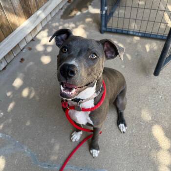 Sunshine -  Pit Bull Terrier Dog for Adoption in Tulsa, Oklahoma - Sunshine | PetCurious