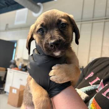 Mixed Breed Dogs Available for Adoption - Mio | PetCurious