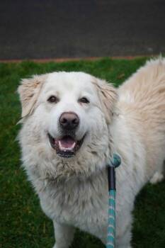 Great Pyrenees Dogs Available for Adoption - Chloe | PetCurious