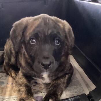 Terrier Dogs Available for Adoption in Montgomery, Alabama - Biscuit | PetCurious