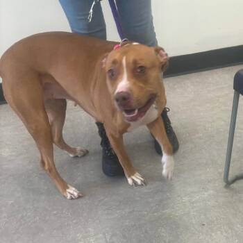 Jewlez -  Pit Bull Terrier Dog for Adoption in Philadelphia, Pennsylvania - Jewlez | PetCurious