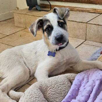 Jerry -  Great Pyrenees Dog for Adoption in Fort Collins, Colorado - Jerry | PetCurious