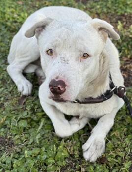 Labrador Retriever and Mixed Breed Dogs Available for Adoption - TUCKER | PetCurious