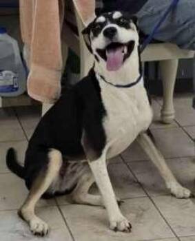 Gretel -  Labrador Retriever and Hound Dog for Adoption in Sudbury, Massachusetts - Gretel | PetCurious