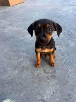Briggs -  Miniature Pinscher Dog for Adoption in Statesboro, Georgia - Briggs | PetCurious