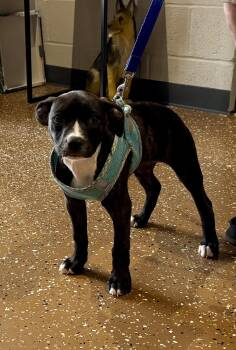 Boxer and Labrador Retriever Dogs Available for Adoption in Watertown, Connecticut - Sabrina  | PetCurious