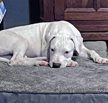 Rescue Pit Bull Terrier Dogs for Adoption in Manchester, Connecticut - Sassy 1 | PetCurious