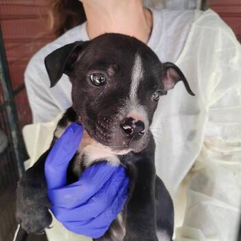 Justice -  Pit Bull Terrier and Mixed Breed Dog for Adoption in Dover, Arkansas - Justice | PetCurious
