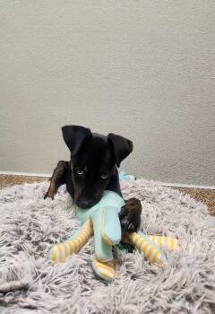 Dipper -  Mixed Breed Dog for Adoption in Jackson, Tennessee - Dipper | PetCurious
