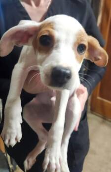Bones -  Chihuahua and Dachshund Dog for Adoption in Severance, Colorado - Bones | PetCurious