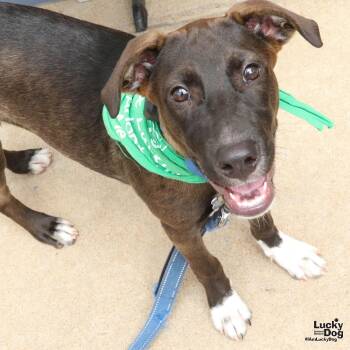 Frankie -  Shepherd and Retriever Dog for Adoption in Washington, District Of Columbia - Frankie | PetCurious