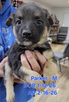 German Shepherd Dog and Rottweiler Dogs Available for Adoption in Nucla, Colorado - Parker | PetCurious