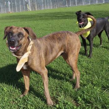 Yessi -  Plott Hound and Mixed Breed Dog for Adoption in Wadena, Minnesota - Yessi | PetCurious