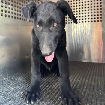 Shepherd Dogs Available for Adoption in Birmingham, Alabama - Hugh | PetCurious