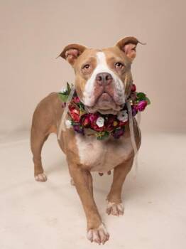 Glitter Gal -  Mixed Breed Dog for Adoption in Atlanta, Georgia - Glitter Gal | PetCurious