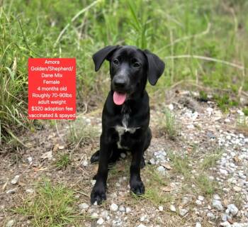 Amora -  Golden Retriever and Shepherd Dog for Adoption in Oviedo, Florida - Amora | PetCurious