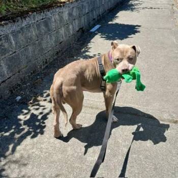 Colby -  Pit Bull Terrier and Mixed Breed Dog for Adoption in Bellevue, Washington - Colby | PetCurious