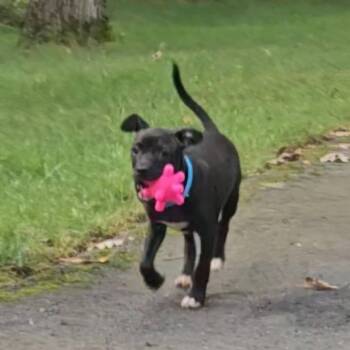 Peter Pan -  Mixed Breed Dog for Adoption in Fredericksburg, Virginia - Peter Pan | PetCurious