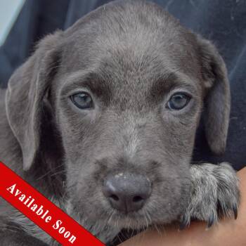 Caleb -  Poodle and Australian Cattle Dog Blue Heeler Dog for Adoption in Huntley, Illinois - Caleb | PetCurious