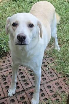 Rescue Labrador Retriever and Great Pyrenees Dogs for Adoption in Plano, Texas - Sasha | PetCurious